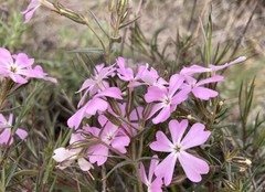 Phlox speciosa