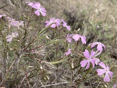 Phlox speciosa