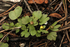 Ranunculus polyrhizos