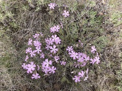 Phlox speciosa