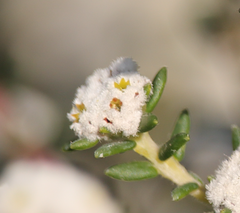 Phylica selaginoides