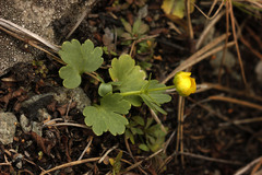 Ranunculus polyrhizos