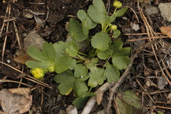 Ranunculus polyrhizos