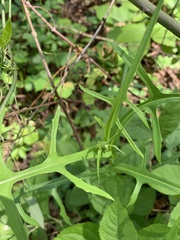 Lactuca graminifolia