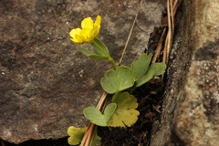 Ranunculus polyrhizos