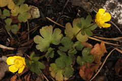 Ranunculus polyrhizos
