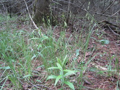 Carex castanea