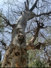 Adansonia