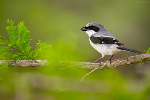 Loggerhead Shrike