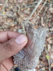 Drymarchon melanurus