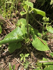 Matelea hirtelliflora