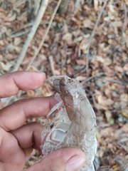 Drymarchon melanurus