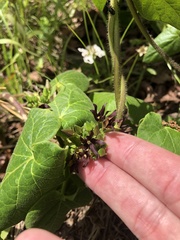 Matelea hirtelliflora
