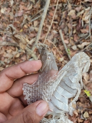 Drymarchon melanurus