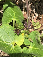 Matelea hirtelliflora