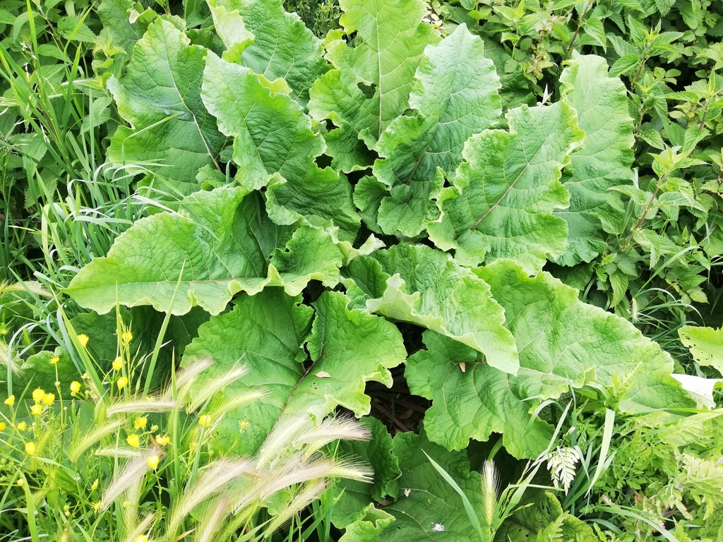 Greater burdock