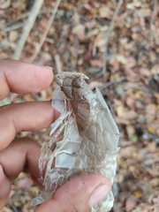 Drymarchon melanurus