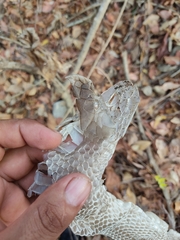 Drymarchon melanurus