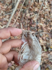 Drymarchon melanurus