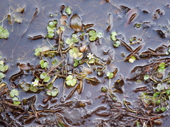 Ranunculus omiophyllus