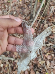 Drymarchon melanurus