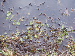 Ranunculus omiophyllus