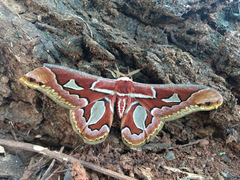 Rothschildia jacobaeae