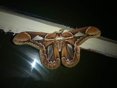 Rothschildia hopfferi