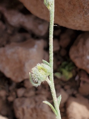 Plagiobothrys greenei