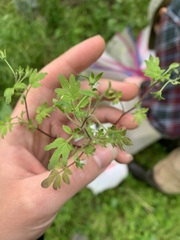 Phacelia ranunculacea