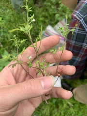 Phacelia ranunculacea