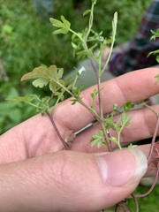 Phacelia ranunculacea