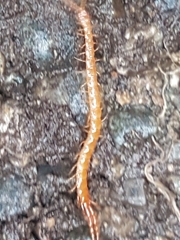 Scolopocryptops gracilis