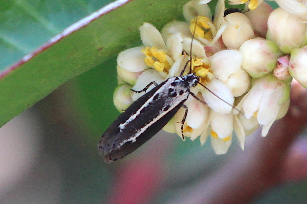 Ethmia nadia
