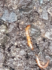 Scolopocryptops gracilis