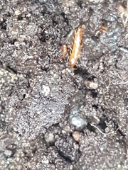 Scolopocryptops gracilis