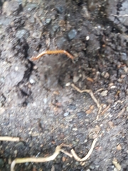 Scolopocryptops gracilis