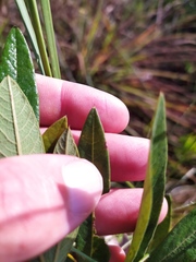 Periandra mediterranea