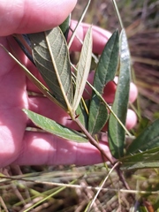 Periandra mediterranea