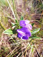 Periandra mediterranea