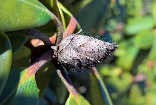 Rhododendron Blight