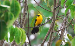 Gymnomystax mexicanus