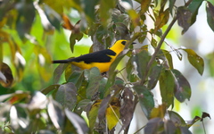 Gymnomystax mexicanus