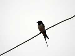 Hirundo rustica