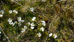 Euphrasia petriei