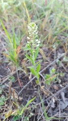 Lepidium austrinum
