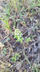 Lepidium austrinum