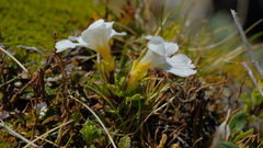 Euphrasia petriei