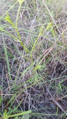 Spermolepis