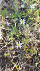 Chaetopappa bellidifolia